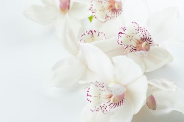 white-and-purple orchid flowers