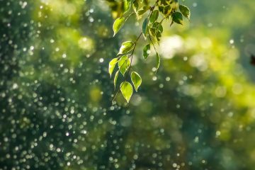 selective focus photo of green vine