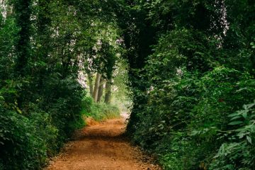 dirt road surrounded with trees