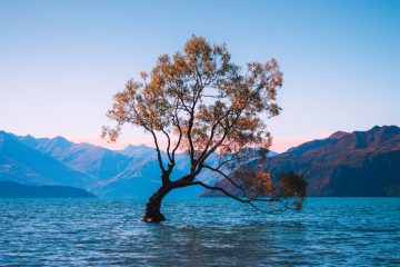 brown leaf tree at water during daytime