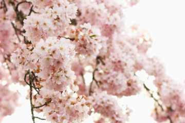 shallow focus photography of pink flowers